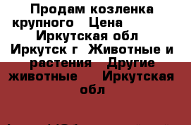 Продам козленка крупного › Цена ­ 3 000 - Иркутская обл., Иркутск г. Животные и растения » Другие животные   . Иркутская обл.